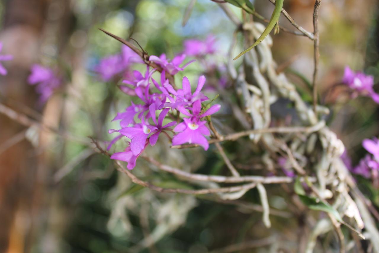מונטה ורדה Greemount Hotel מראה חיצוני תמונה