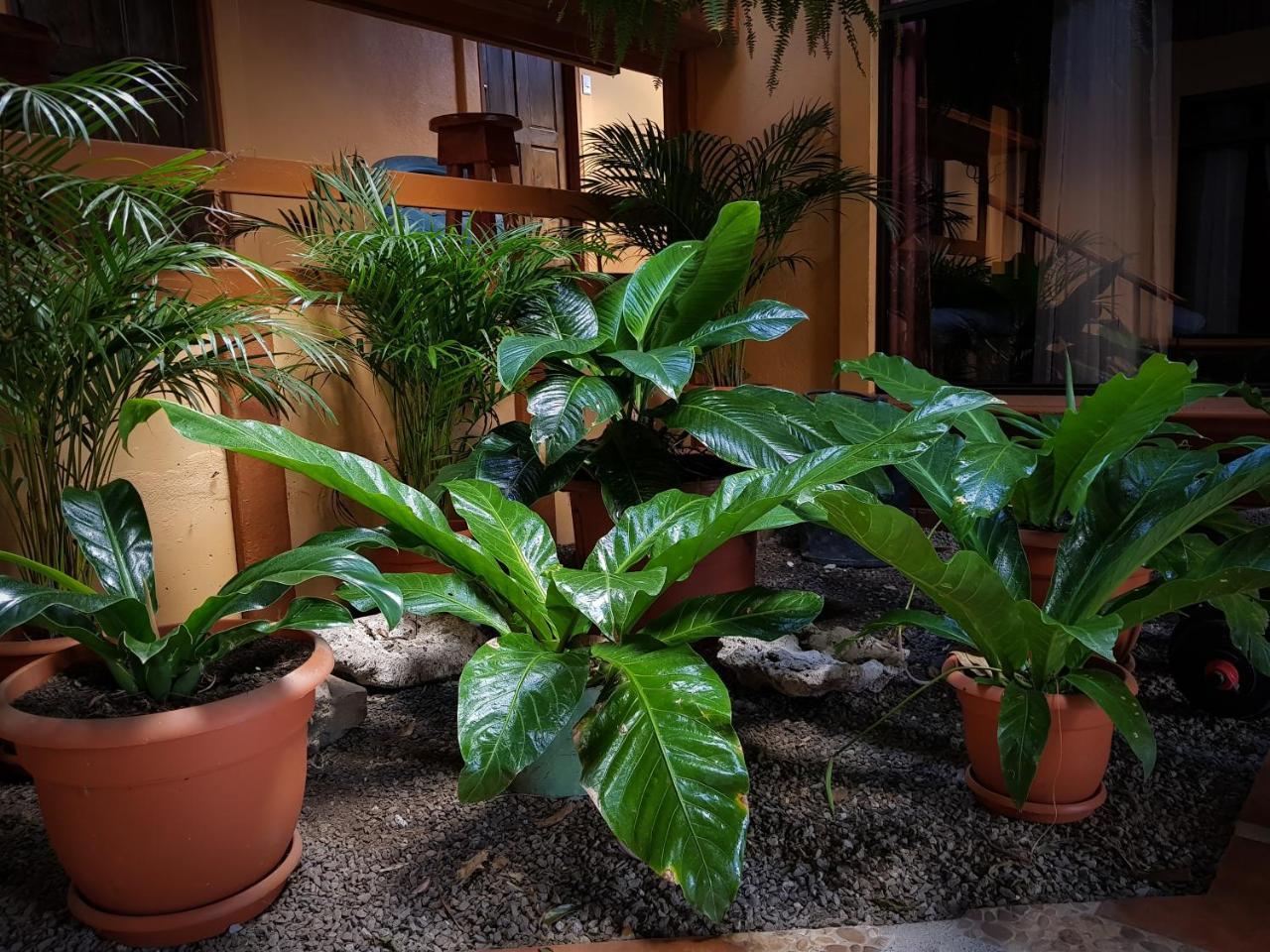 מונטה ורדה Greemount Hotel מראה חיצוני תמונה